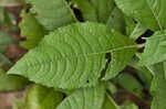 Baldwin's ironweed